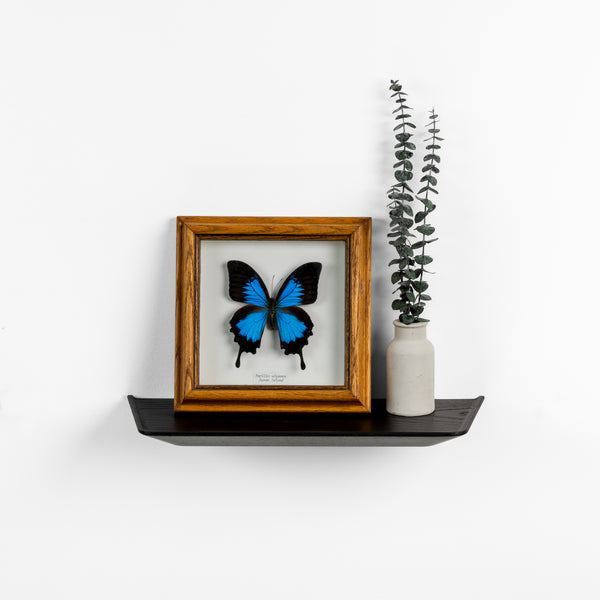 Vesta Shelf featured photo